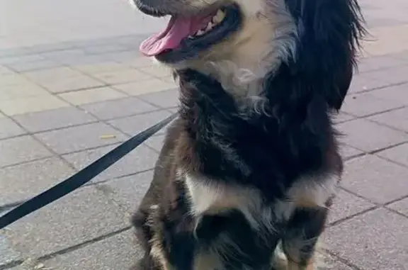 Найдена собака, Новороссийск, фото: Метис спаниеля найден на Серебрякова, 21