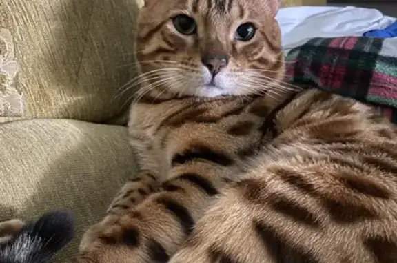 Пропал кот Лео, 6-Цветочная, Лангепас.