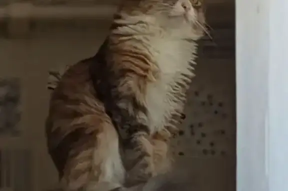 Пропала кошка, Вахрушева 17, Сафоново