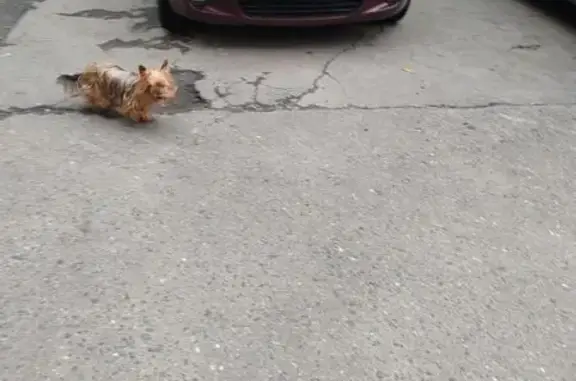 Йоркширский терьер найден, Подольск, Комсомольская 46