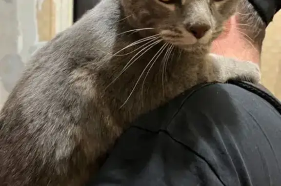 Найдена кошка, Мурманск, фото: Кошка найдена: ул. Нахимова, 17, Мурманск