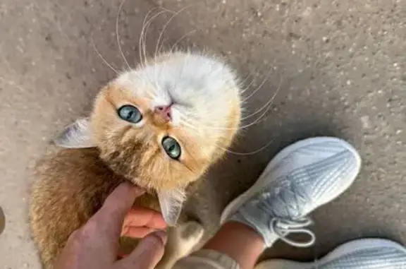 Найдена кошка, , фото: Кошка найдена на бульваре Профсоюзов, 5к4