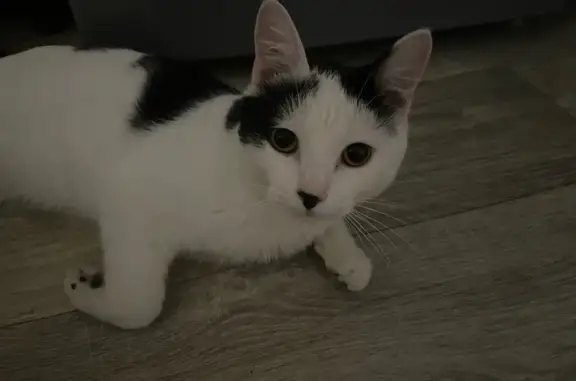 Кошка найдена: ул. Р. Зорге, 93, Казань