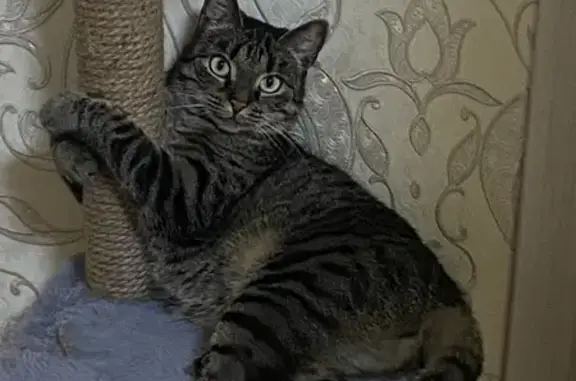 Кошки потеряшки, Петрозаводск, фото: Потеряшка кошка, Мурманская 3, Петрозаводск