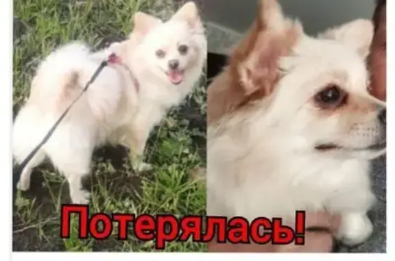 Пропала собака, ул. Кривоусова 38, В. Пышма