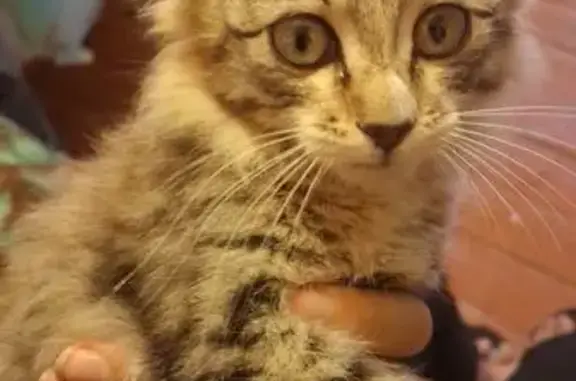 Найденные животные Республика Бурятия, фото: Кошка найдена в Хойтобэе, Бурятия