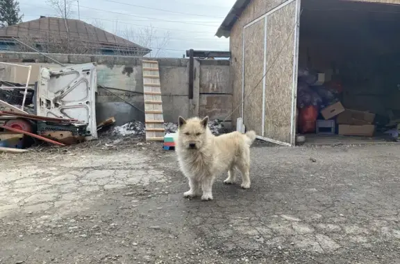 Собаки потеряшки, Красноярск, фото: Потеряшка собака, Янтарная 24, Красноярск