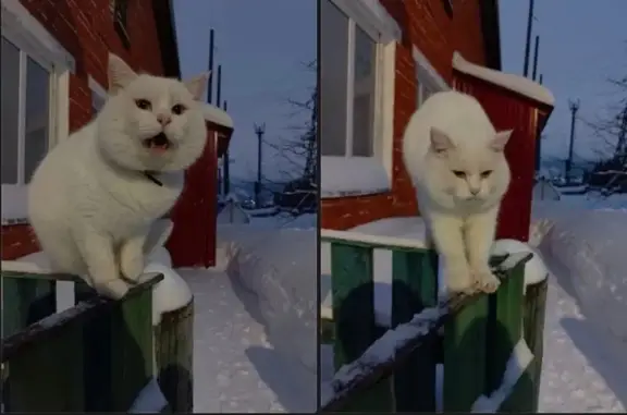 Кошки потеряшки, Октябрьский район, фото: Потеряшка кошка, ул. Энергетиков, 9