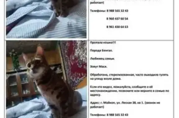 Пропала бенгальская кошка, Лесная ул., Майкоп
