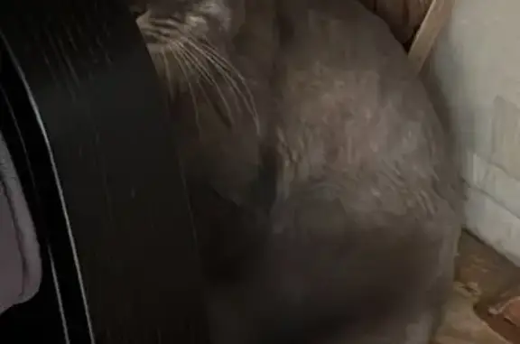 Кошки потеряшки, Москва, фото: Потеряшка кошка, Новая Башиловка, 4, Москва