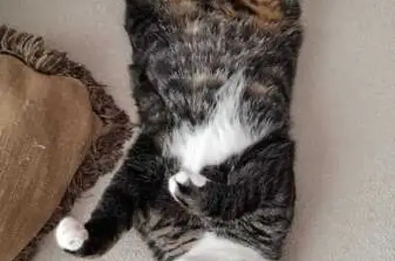 Кошки потеряшки, Санкт-Петербург, фото: Потеряшка кошка на Петергофском ш., 45