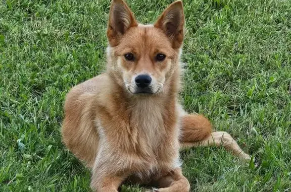 Найдена собака, , фото: Найдена собака, Александровская ул.