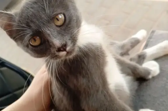 Найдена кошка, , фото: Найдена кошка, ул. Ленина, 23, Донской