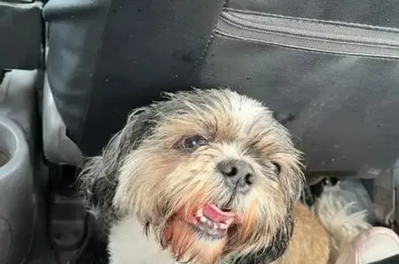 Собака найдена на трассе Р-208, Тамбов