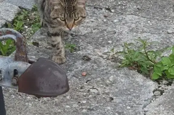 Найден серый кот, Малоярославская 2