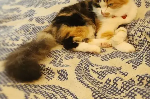 Кошки потеряшки, Лобня, фото: Потеряшка кошка, Мирная ул. 12, Лобня