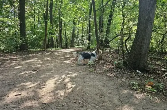 Собака найдена на Ясенки, 17, Воронеж