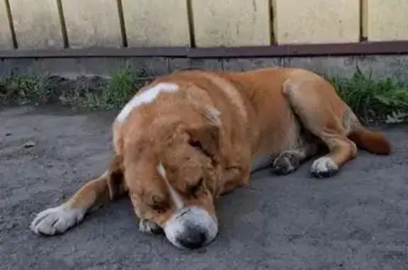 Найдена собака, Новоалтайск, фото: Собака найдена на Октябрьской ул., Новоалтайск