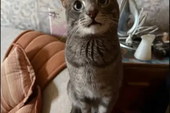 Пропала кошка на Лесном проспекте