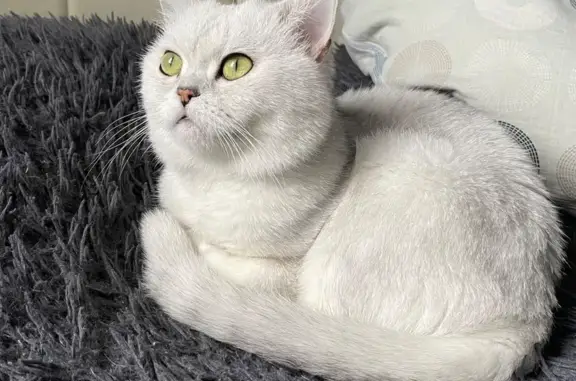 Пропала кошка, Въездная аллея, Щербинка