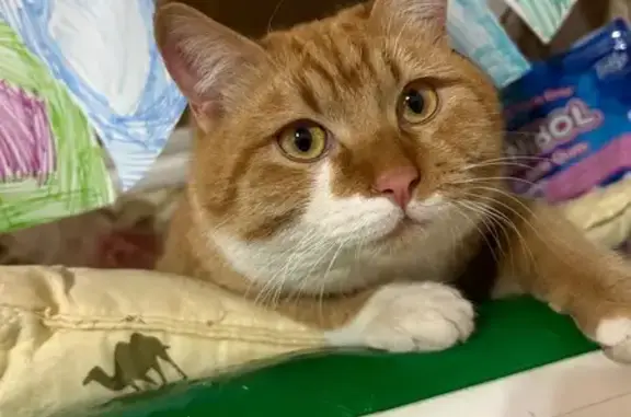 Пропал рыжий кот Симба, Северная, 44