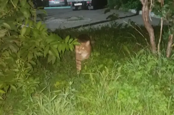 Найдена кошка, Хабаровск, фото: Кошка найдена: Сунгарийская 42, Хабаровск