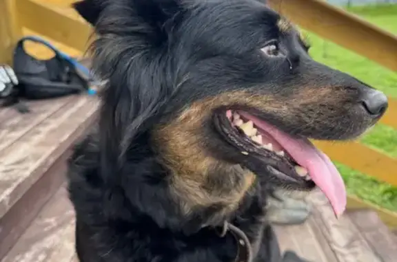 Найдена собака, Курово, фото: Собака найдена, адрес: двор 101, МО