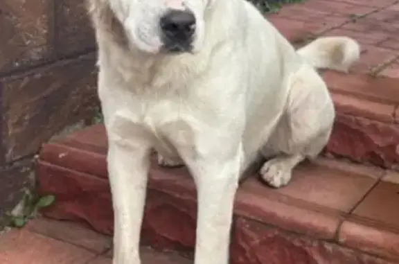 Найдена собака, Орудьево, фото: Собака найдена: Центральная ул. 171, Орудьево