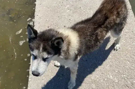 Найдена собака, , фото: Хаски найден на Ленина 26А, Оленевка