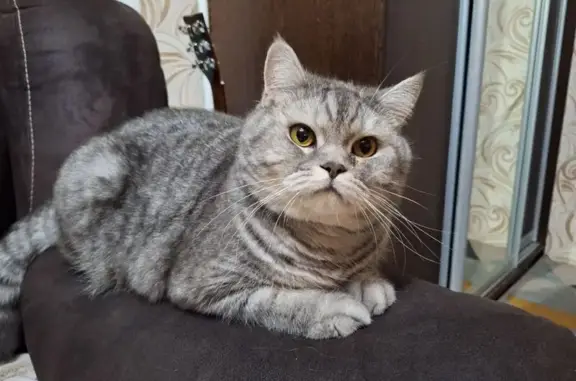 Пропала кошка, ул. Чапаева, 1, Чамзинка