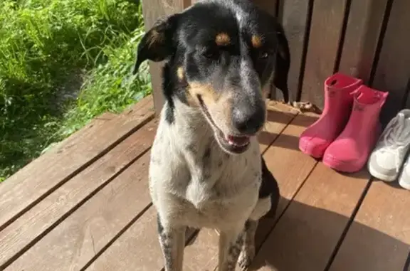 Найдена собака, Горка, фото: Собака найдена, Центральная ул., Горка