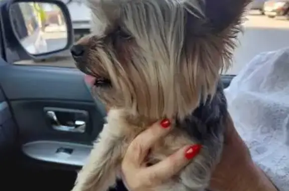 Найдена собака, , фото: Йоркширский терьер найден: Шудон Гурезь, 6