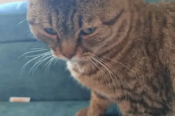 Найдена кошка, Самара, фото: Кошка найдена: Врубеля, 11, Самара
