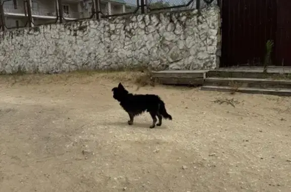 Найдена собака, Анапа, фото: Найдена собака, Пионерский проспект 23а/5