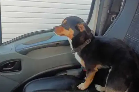 Найдена собака, Емельяново, фото: Собака найдена в Емельяново, Красноярск