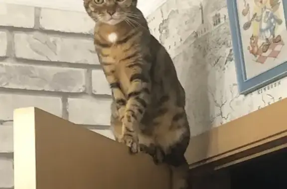 Пропал бенгальский котик на Скрылья 85