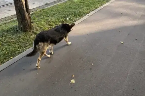 Найдена собака, Москва, фото: Собака найдена на Нагатинской, 6, Москва