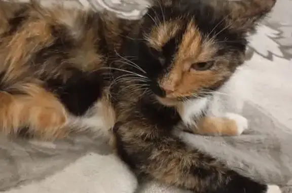 Пропала кошка, ул. Барбюса, 3, Челябинск