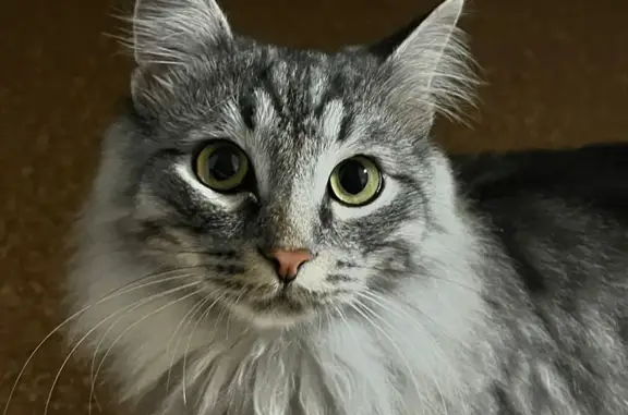 Кошки потеряшки, Челябинск, фото: Потеряшка кошка, Кыштымская 3А, Челябинск