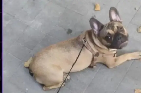 Найдена собака, Новороссийск, фото: Собака найдена: ул. Советов 60, Новороссийск