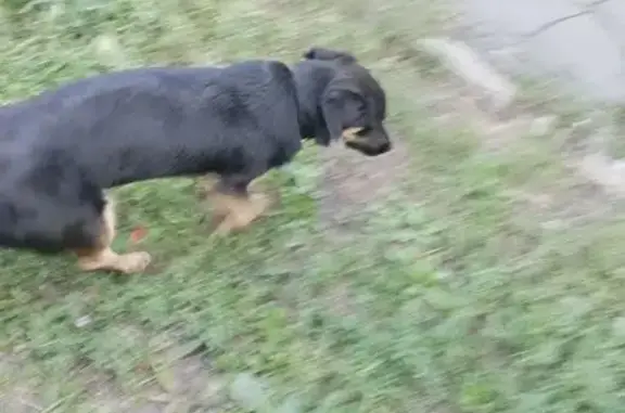 Найдена собака, Челябинск, фото: Найдена собака, ул. Энергетиков, Челябинск