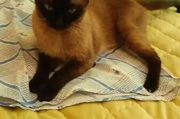 Кошки потеряшки, Мирный, фото: Потеряшка сиамская кошка, Степанченко 3