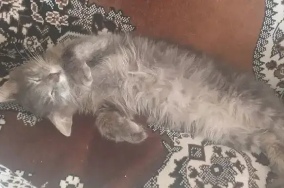 Кошки потеряшки, , фото: Потеряшка кошка, ул. Шевченко, 5, Лесной