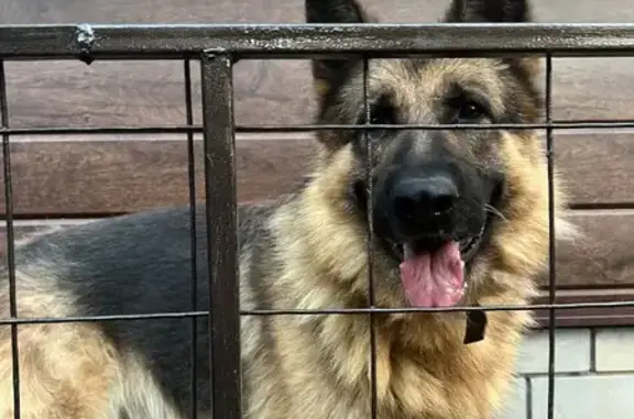 Собаки потеряшки, Муром, фото: Потеряшка овчарка, Школьная 13, Муром