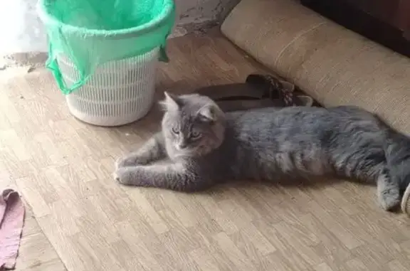 Пропала кошка, переулок Шевкоплясова, 32