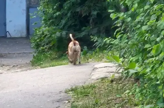 Щенок найден: ул. Сурикова, 28, Киров