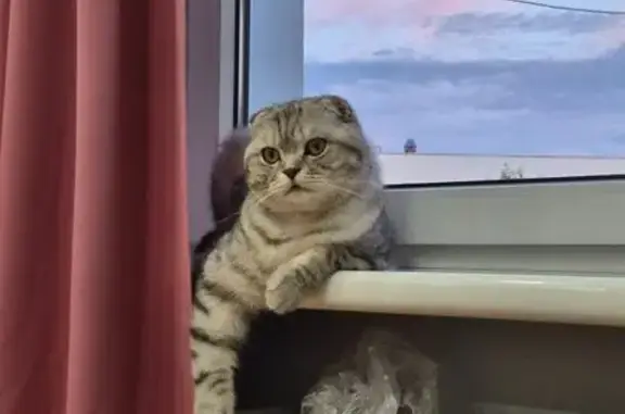 Кошки потеряшки, Жодино, фото: Потеряшка вислоухий кот, Жодино, Лесопарковая 15