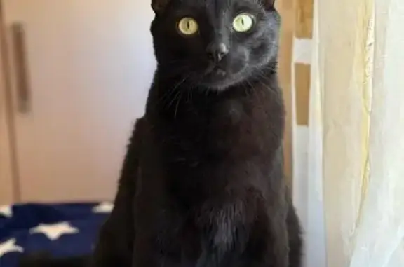 Кошки потеряшки, Апрелевка, фото: Потеряшка кошка, Чехова 15Г, Апрелевка