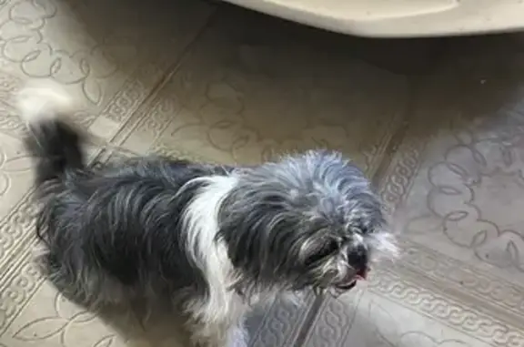 Собака найдена на ул. 40 лет Октября, 96