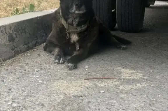 Собака найдена: Южная ул., 10, Новороссийск